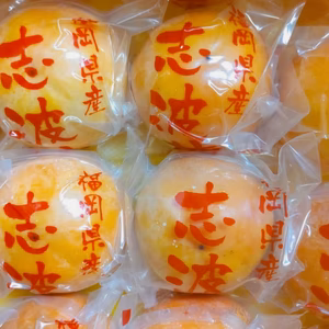 冷蔵保存 (志波柿)  S、Mサイズ 混合  家庭用   約10キロ