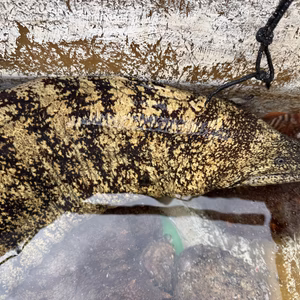 特大ウツボ　うつぼ　4k〜1匹