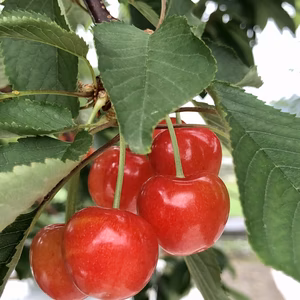 【3，4日で発送】紅秀峰　大玉で食べ応え甘さ抜群！　500ｇ