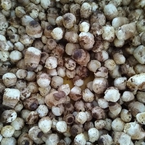 菌床椎茸　椎茸の芽　規格外　約1.7~1.8kg　小粒メインなので安価設定