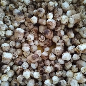 菌床椎茸　椎茸の芽　規格外　約1.7~1.8kg　小粒メインなので安価設定