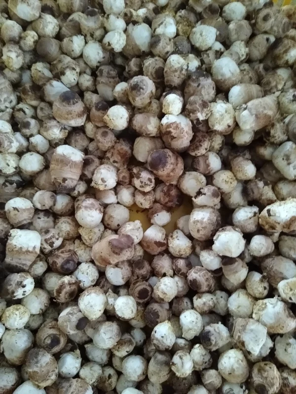 菌床椎茸　椎茸の芽　規格外　約1.7~1.8kg　小粒メインなので安価設定