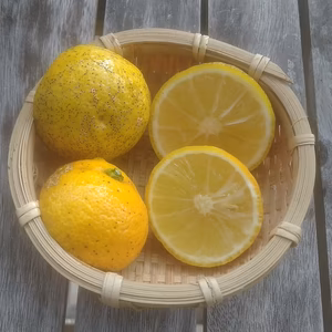 種なし柚子「多田錦」（農薬・肥料不使用）