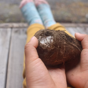 送料込み　大地の力を畑で6ヶ月以上蓄えました。ねっとり里芋　
