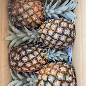 沖縄県石垣島産小玉ピーチパイン6個入り