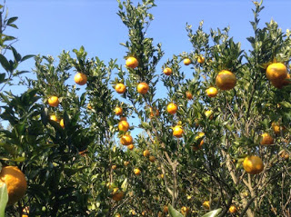 ポンカン、2回目の収穫