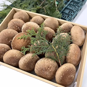 【冬ギフト】贈り物に！贈答用生しいたけ