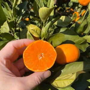 【残り約30kg】限定木成り完熟ゆら早生みかん 家庭用/味はＡ級品