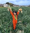 淡路島の新玉ねぎ★