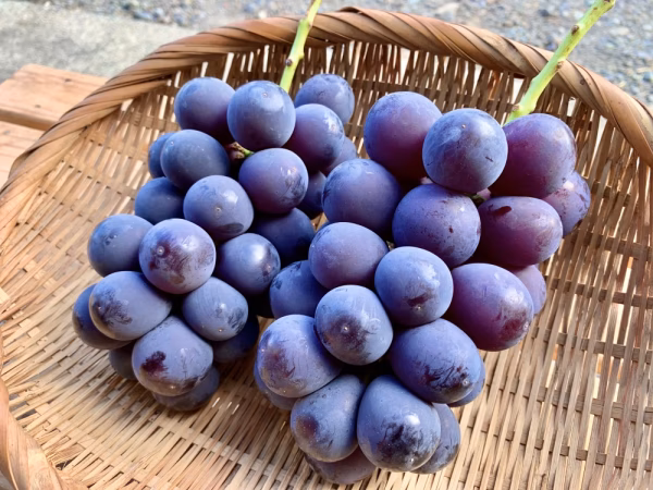 信州産『巨峰 "種あり"』本来の巨峰の味‼︎
