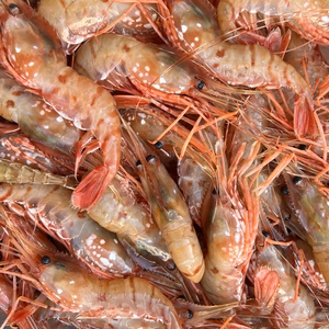 特大ボタンエビ（トヤマエビ）　冷凍1キロ