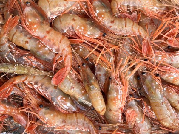 大サイズ　ボタンエビ（トヤマエビ）　冷凍1キロ