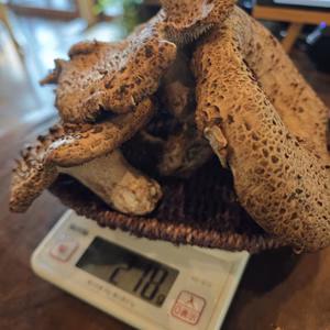 ◆最高級◆ニセコ産天然香茸。激レア