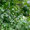 【農薬不使用・ライム】無消毒、農薬・化学肥料不使用、ノーワックス Lime