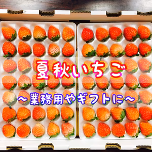 【サイズ別】青森県下北産　夏秋いちご「すずあかね」【業務用/ギフトに】