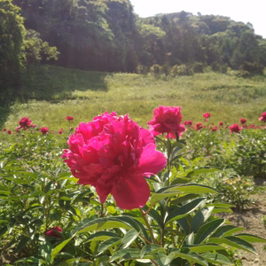 【期間限定】芍　薬（紅　河）南房総市産　　　