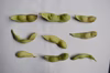 訳あり、茶豆風味の枝豆～湯あがり娘