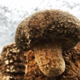 南波大祐 | 株式会社南波農園