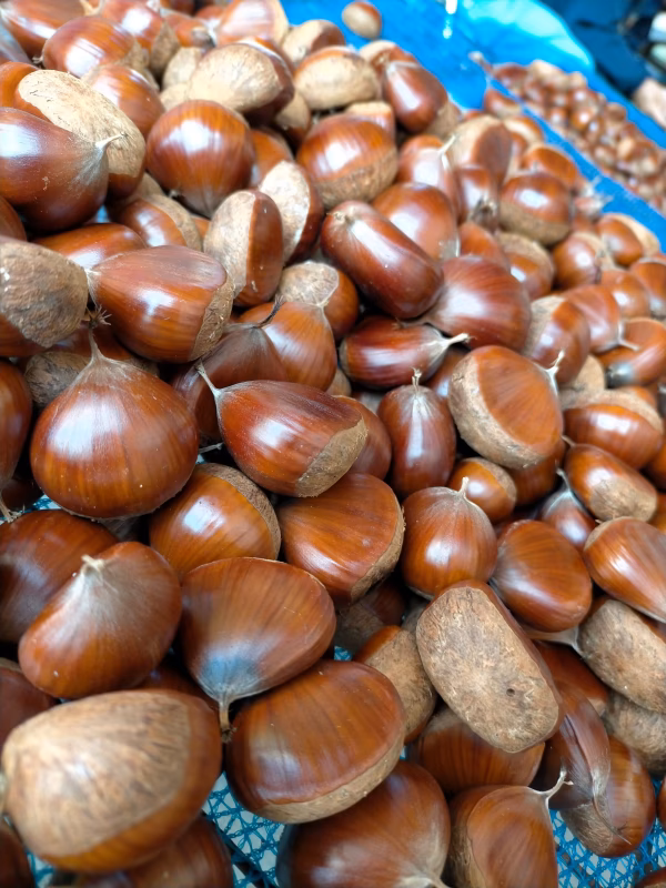 【石巻産】旬の栗 不揃い2㎏