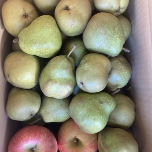 みだぐなしラフランス　小玉 5キロバラ詰　訳あり箱込み7キロ以上!