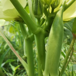 野菜セット7種～