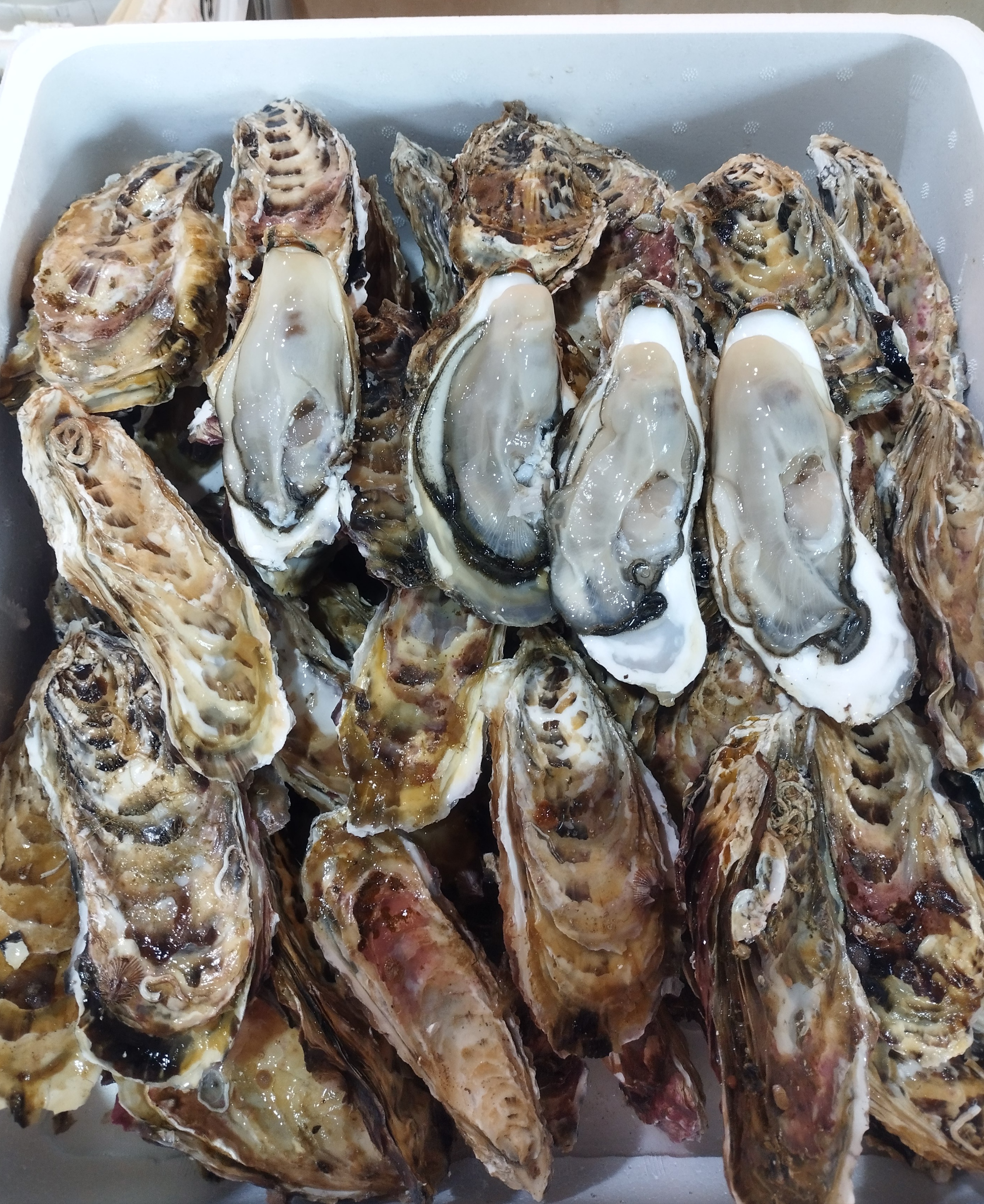 お一人様限定！1000円引き！漁師直送　真牡蠣8kg 注文受付後水揚げ お一人様限定！1000円引き！漁師直送 真牡蠣8kg 注文受付後水揚げ