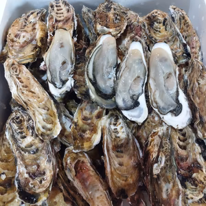 再開『旬』到来!! バラ牡蠣　生食用 １５ｋｇ１２０くらい★ノロウィルス無し★