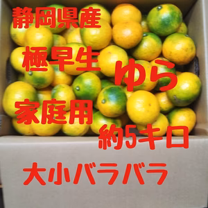 静岡県産　極早生みかん　ゆら　家庭用　約5キロ