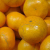 【農薬不使用】有田みかん