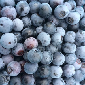冷凍ブルーベリー2kg サイズ混合　栽培期間中農薬不使用　有機肥料使用