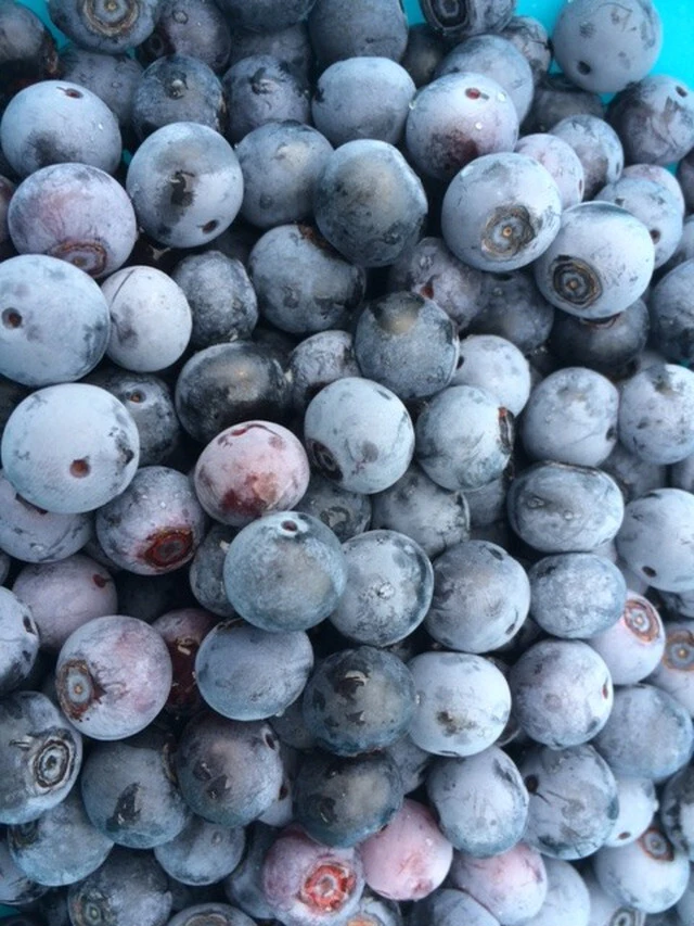 冷凍ブルーベリー2kg サイズ混合　栽培期間中農薬不使用　有機肥料使用
