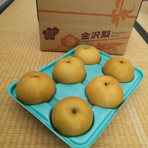 完熟果汁滴る！豊水梨大玉６～７個入朝どれ当日出荷！金沢市ブランド認証農作物