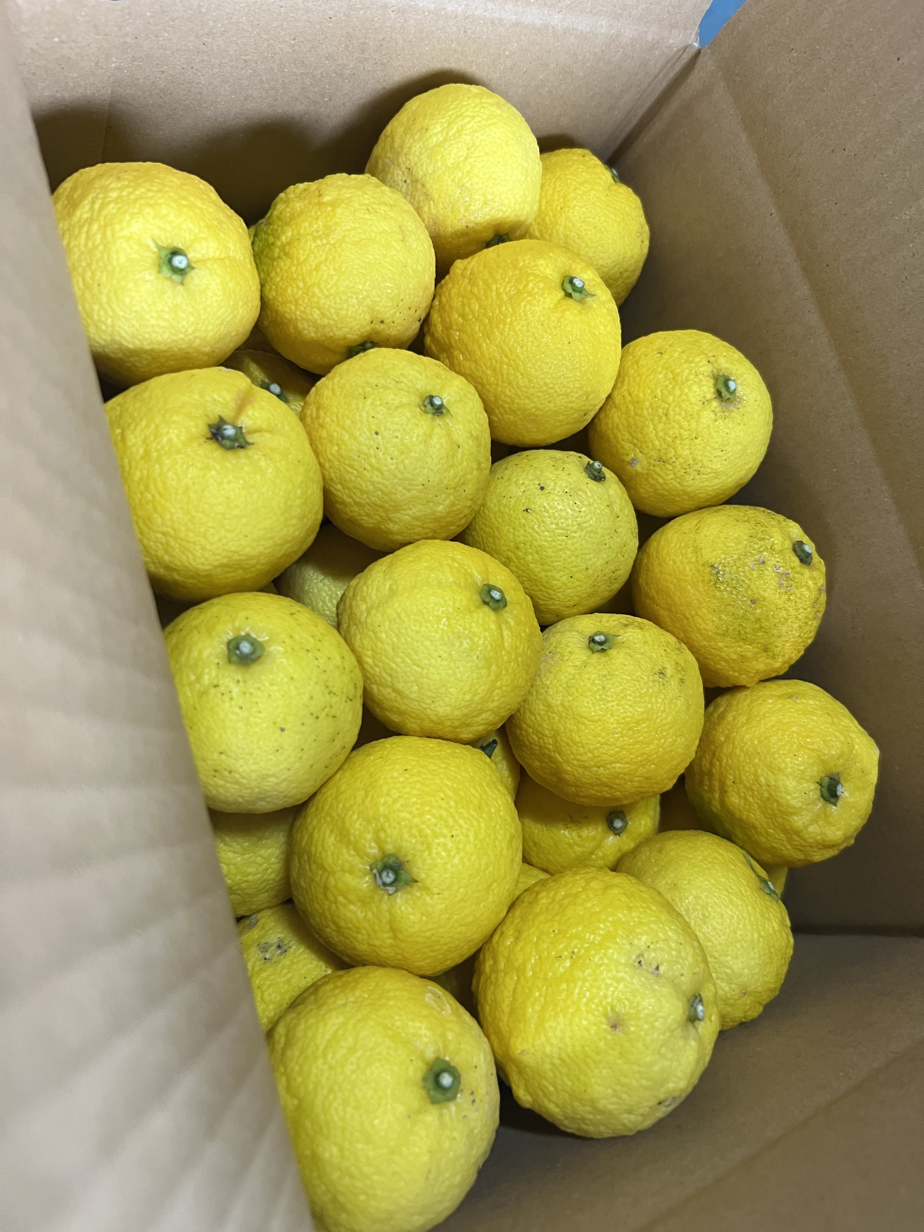 [季節限定] 小ゆず正味1.8kg(24個〜28個) 小ゆず正味1.8kg(24個〜28個)