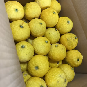 【季節限定】 小ゆず正味1.8㎏（24個〜28個）