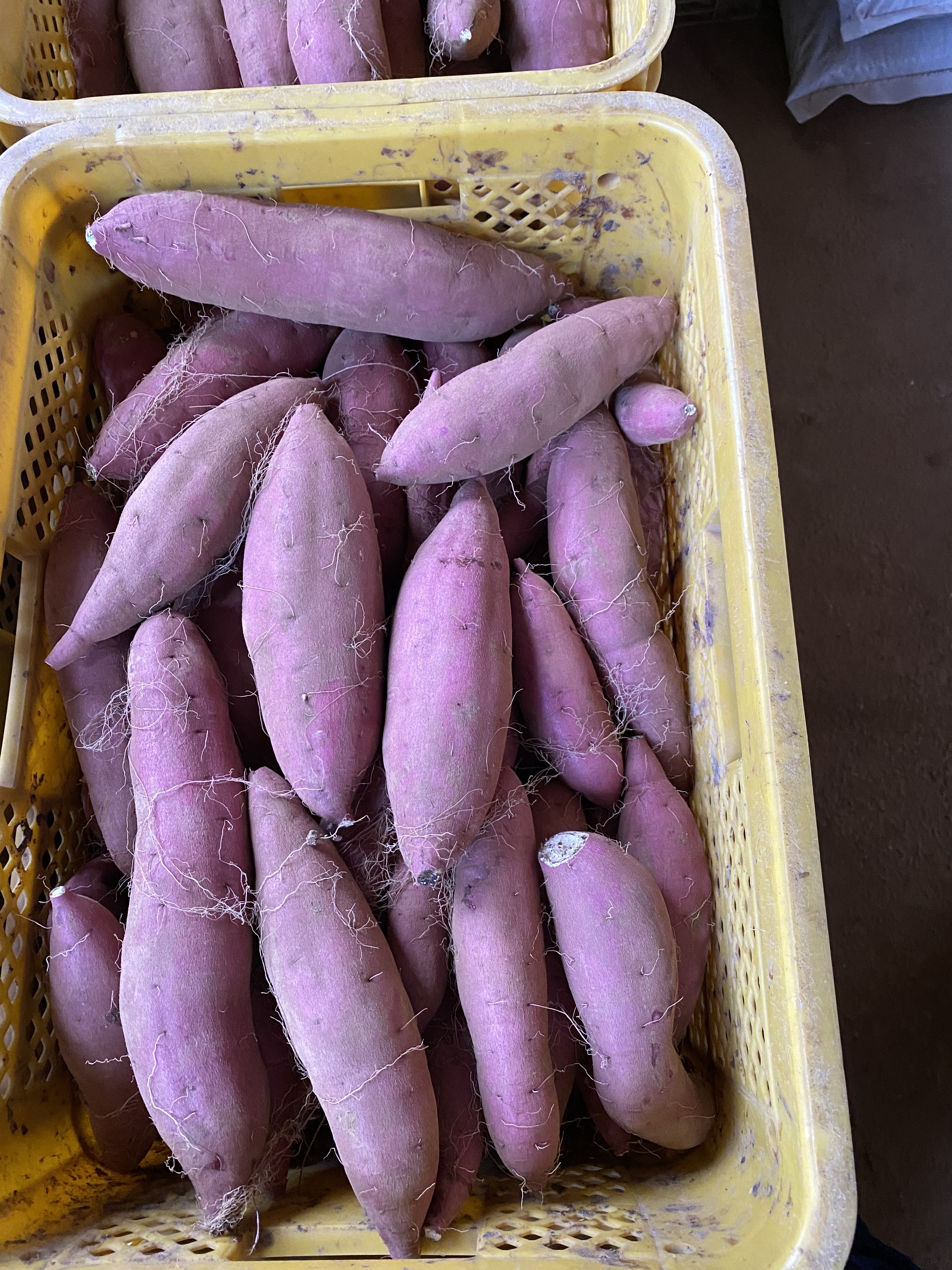 栗のように甘い　旬の果物・野菜・魚介をお取り寄せ　ホクホク紅あずま！千葉県香取市産　1.8キロ〜｜野菜の商品詳細｜ポケットマルシェ｜産直(産地直送)通販