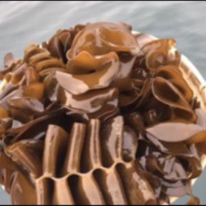 朝採れ直送　新物　生めかぶ　（茎無し）　メカブ