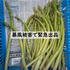 【暴風被害により緊急出品】訳ありアスパラ