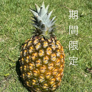 パイナップル【ゴールドバレルSサイズ（1.3〜1.6kg）１玉】