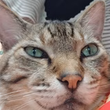 ひろたまこてのび