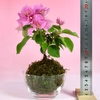 苔玉　ブーゲンビリア(薄いピンク)
