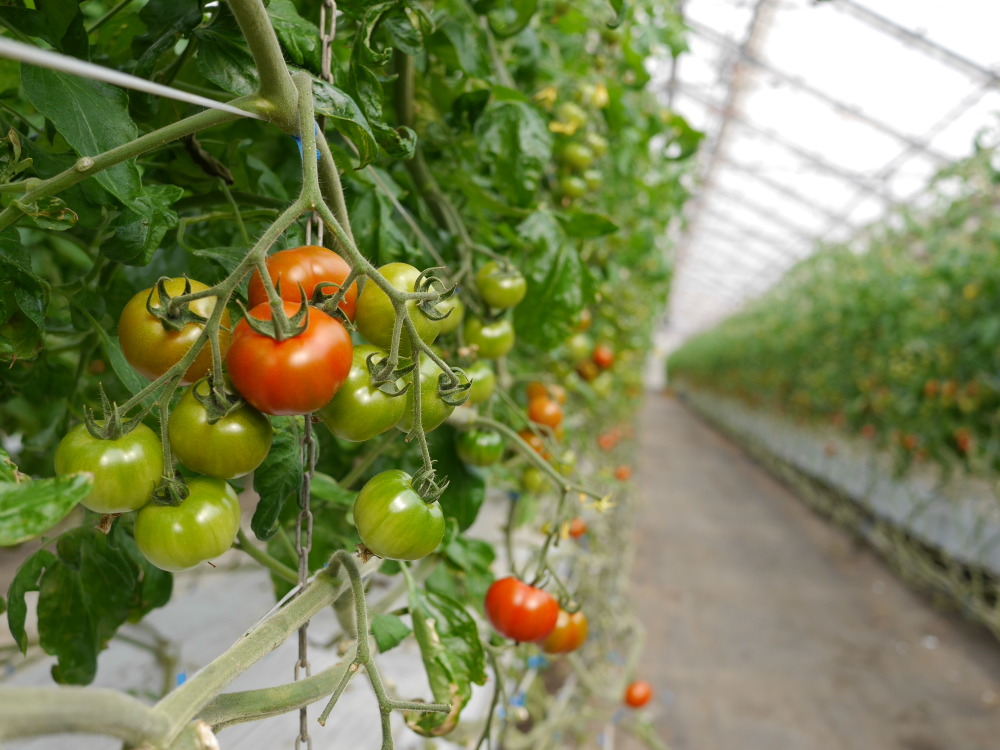 M1.8】映える！最大22種類カラフルフルーツトマト たっぷり1.8