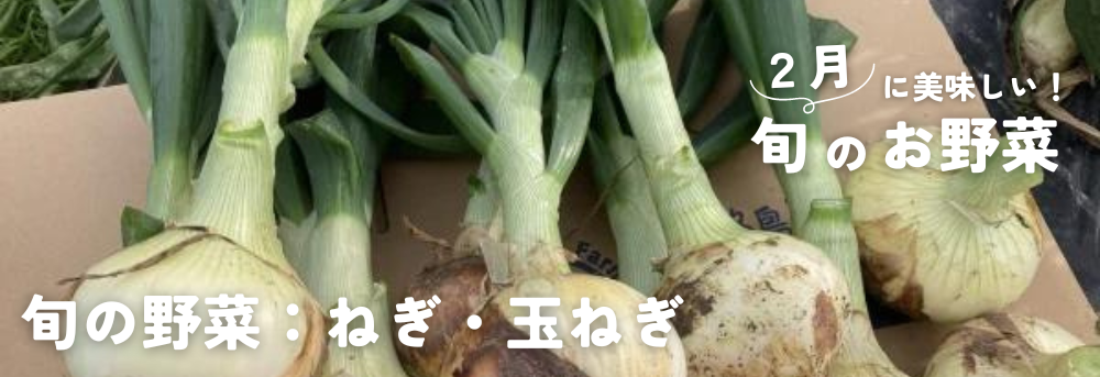 2月に旬の野菜:ネギ