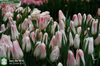 【新潟チューリップ】チビで超カワイイ ピンク色ユリ咲き ﾎｰﾗﾝﾄﾞｼｯｸ１０本