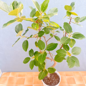 【在庫販売】　フィカス　ゴムの木　グランディス　ブラウン　曲がり　フィカスグラ