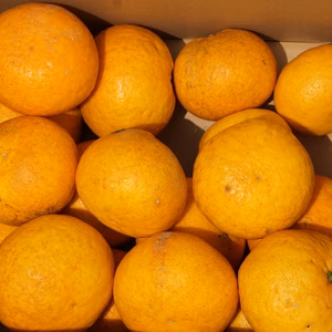 訳あり「甘夏」14kg　収穫順調！！　黒点、キズ有！ 