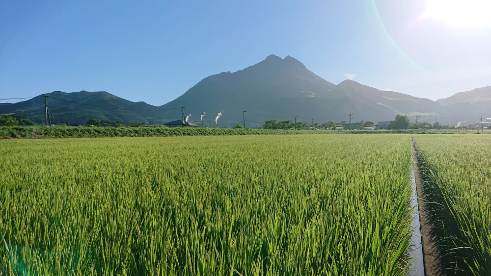 新米精米後発送❗令和４年産❤️大分県湯布院産『ひとめぼれ』5kg袋