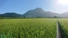 新米精米後発送❗令和４年産❤️大分県湯布院産『ひとめぼれ』5kg袋