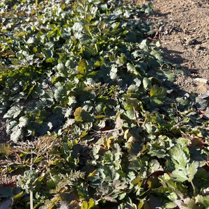 路地　パクチー根つき　農薬は使ってません