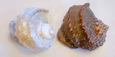 【ヤコウガイ】漁師直送の夜光貝で貝殻磨きに挑戦したら､見事に沼にハマったライターの話