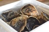 濃厚❗️生がオススメ❗️大入島産❗️養殖岩牡蠣
